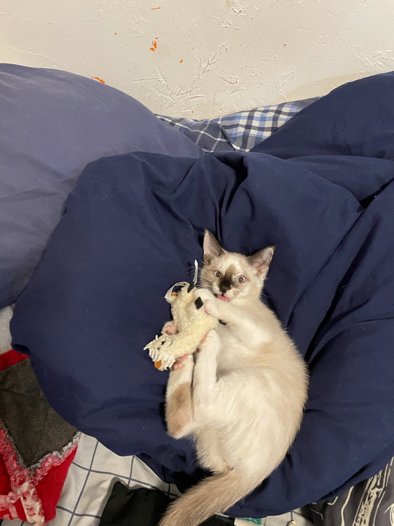 A seal-point calico kitten on a dark blue blanket holding a white toy llama.